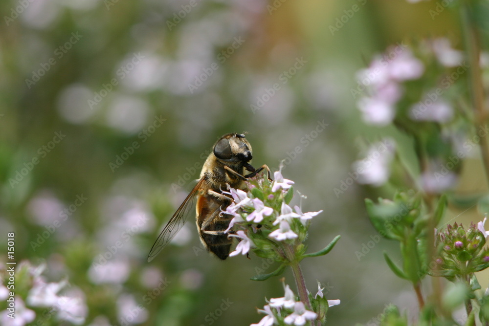 abeille abeille