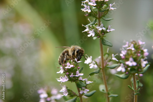 abeille