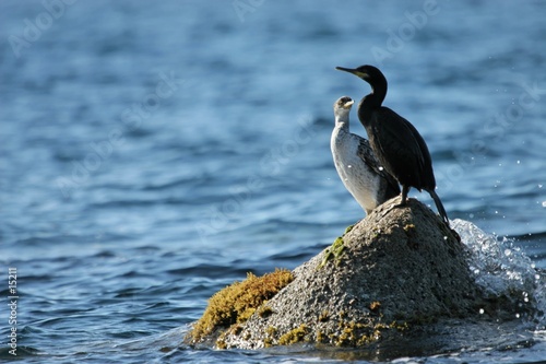 cormorans photo