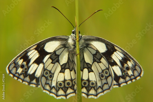 papillon jouant à cache cache