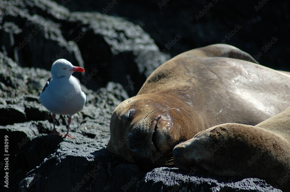 Fototapeta premium pendant la sieste on nous observe