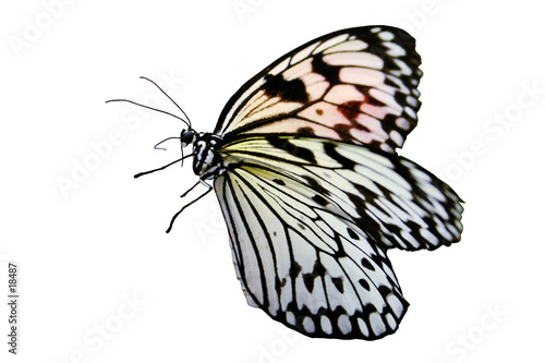papillon blanc et noir