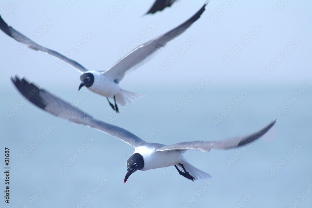 Fototapeta premium mouette rieuse