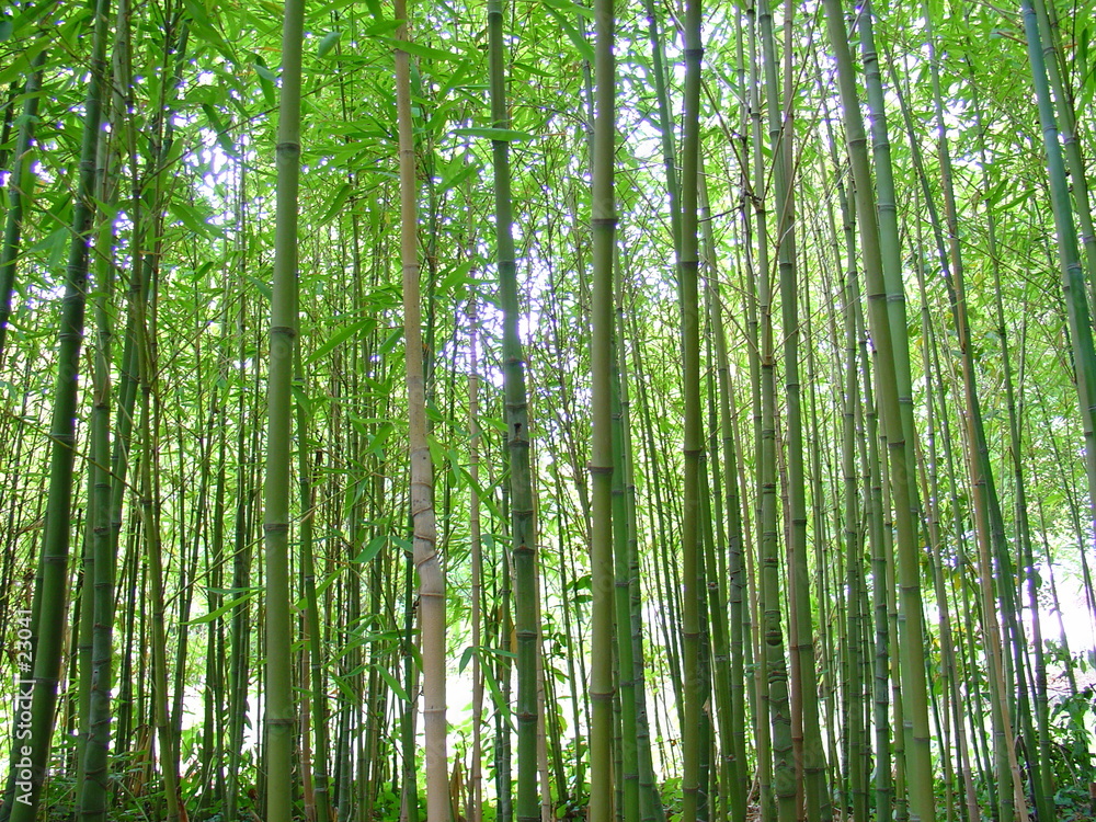 Naklejka premium bambus
