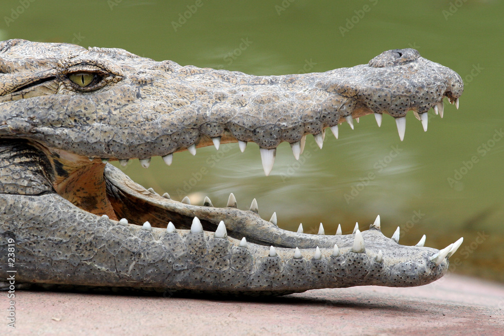 Fototapeta premium crocodile 6