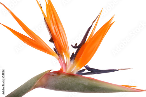 oiseau de paradis 1