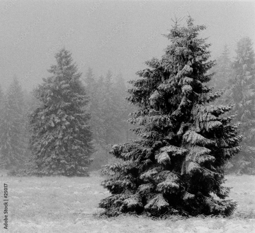 Fototapet sapin dans la neige