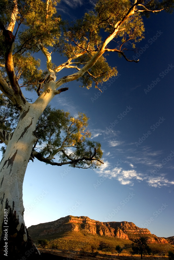Fototapeta premium beautiful morning