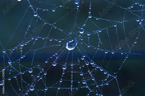 blue toned spider web