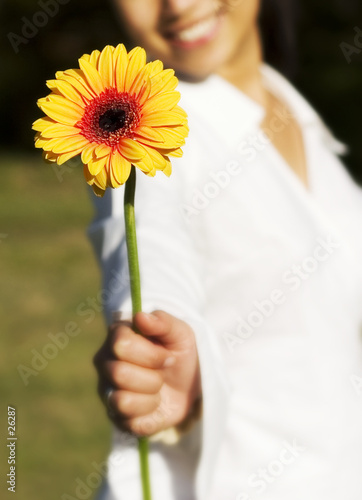 beautiful gerbera photo