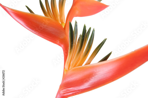 oiseaux paradis double