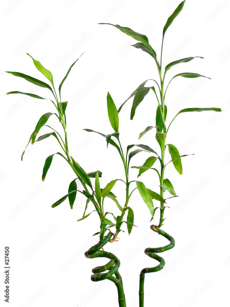 Fototapeta premium lucky bamboo