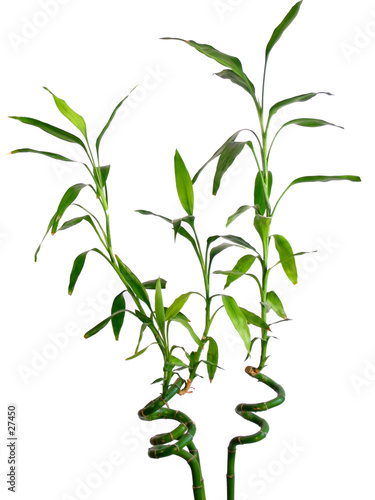lucky bamboo