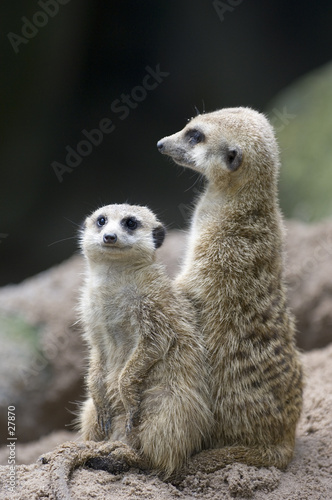 meerkats 2 © Philip Date