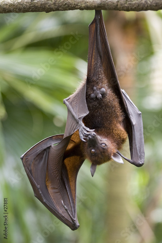 flying fox 2