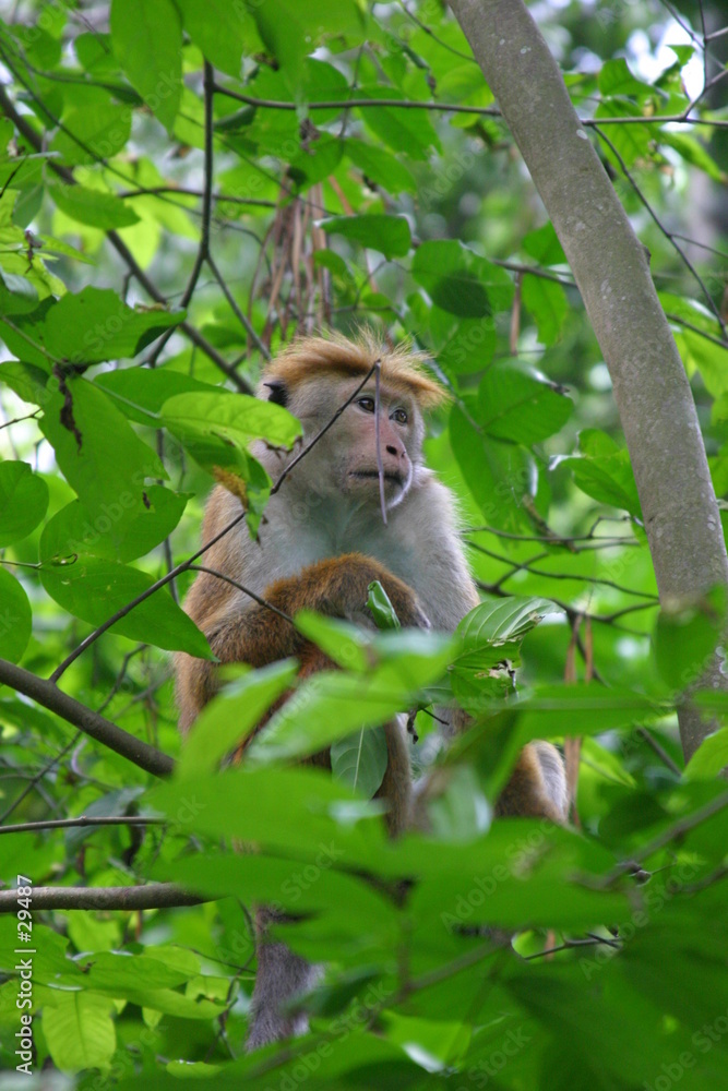 Foto toque macaque