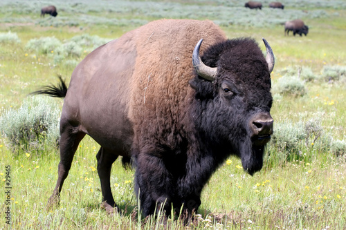 bison