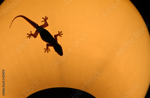 gecko on lamp