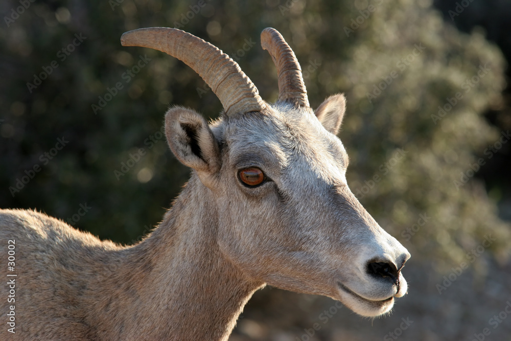 bighorn sheep