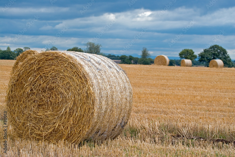 harvest