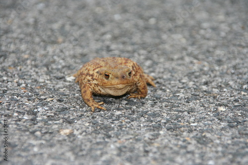 crapaud en balade