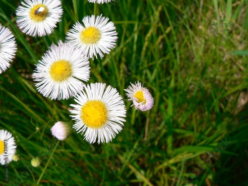 daisies photo