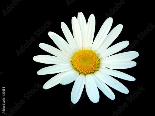 white daisy isolated on black background