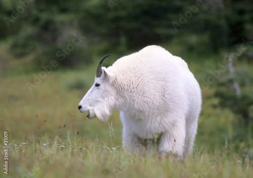 mountain goat