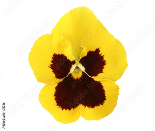 design elements: yellow pansy