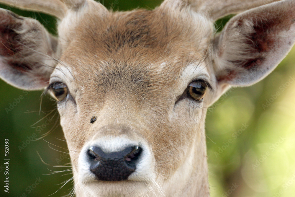 cerf2 cerf2