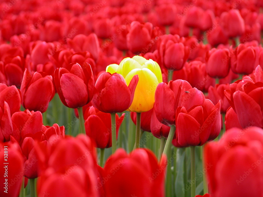 Obraz żółty tulipan