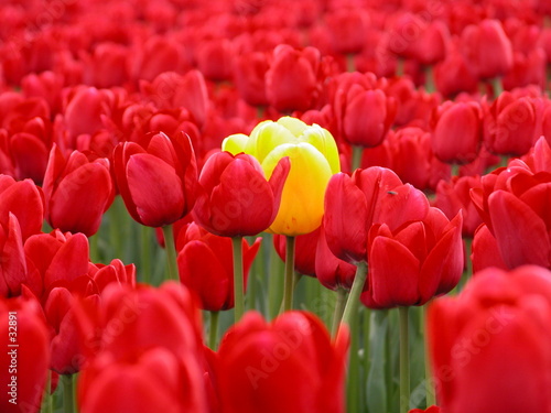 Obraz na płótnie żółty tulipan