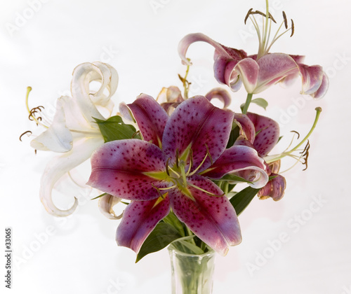 lilly's in a vase