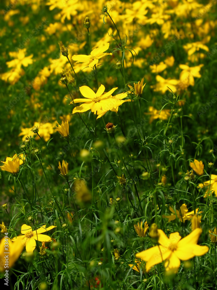 Obraz premium single yellow flower