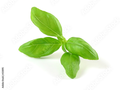 aromatic basil photo