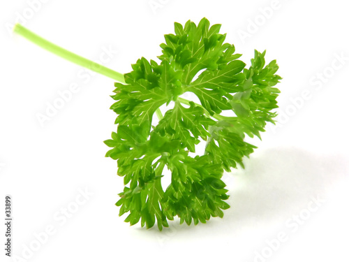 single parsley photo