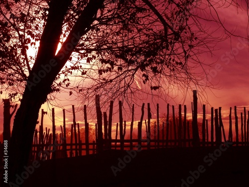 tree & fence