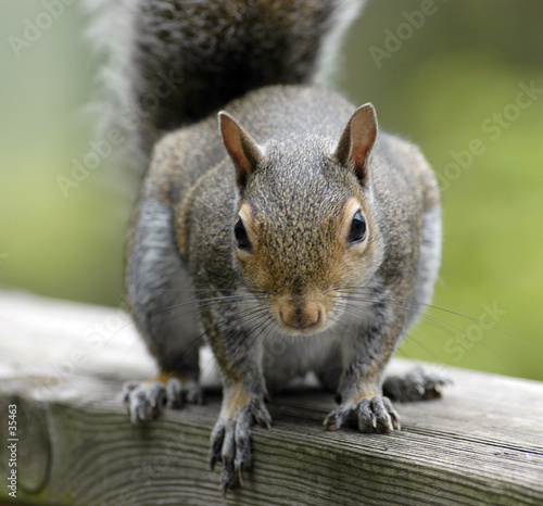 squirrel feeding