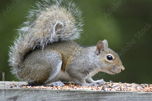 squirrel feeding