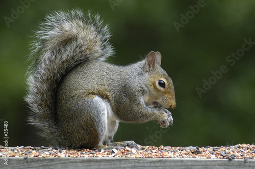 squirrel feeding