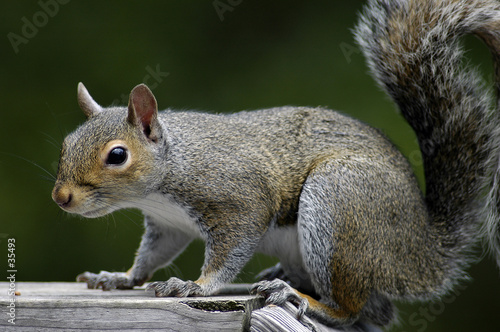 squirrel feeding