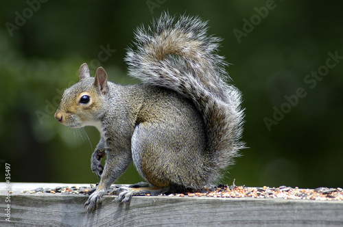 squirrel feeding