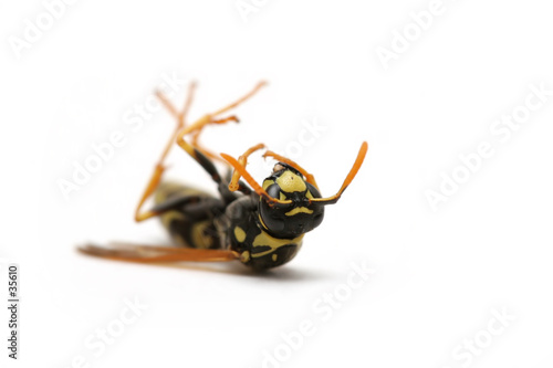 dead wasp