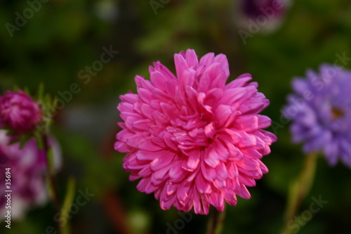 pink petals 2