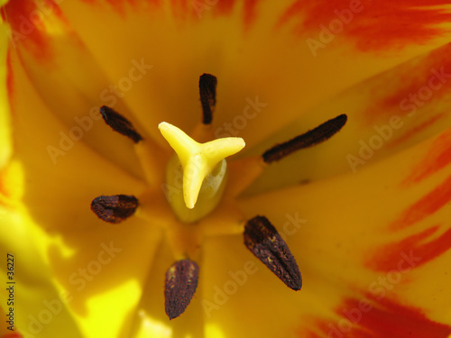 inside of tulip