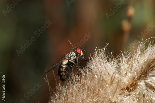 moscarda gris de la carne (sarcophaga carnaria)