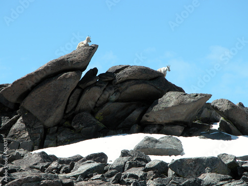 alpine mountain goats photo