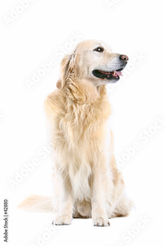 golden retriever