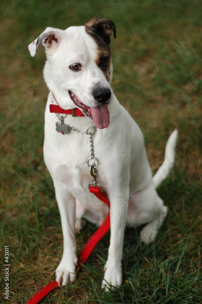 alert white dog on leash