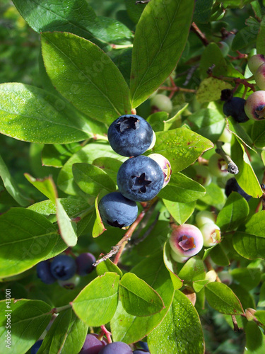 blueberries 1